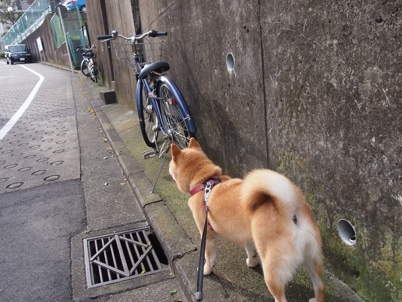 篮网对阵黄蜂,当保罗化身乐章指挥家,对手的挣扎已成绝望诗篇