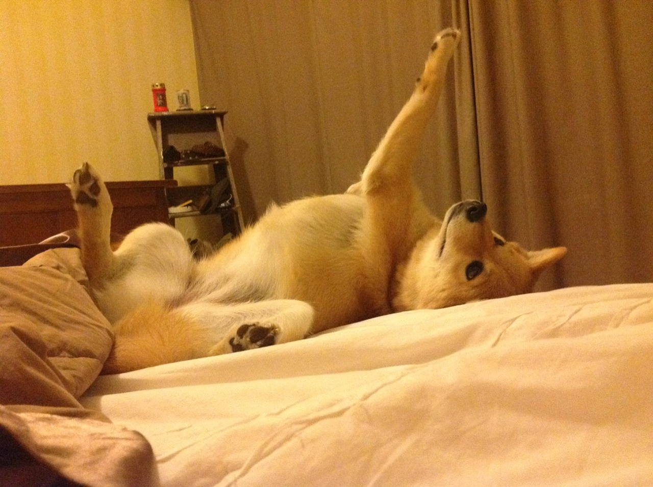 刀刃向内,血封喉,武切维奇31分弑旧主,鹈鹕压哨绝杀的战术与救赎