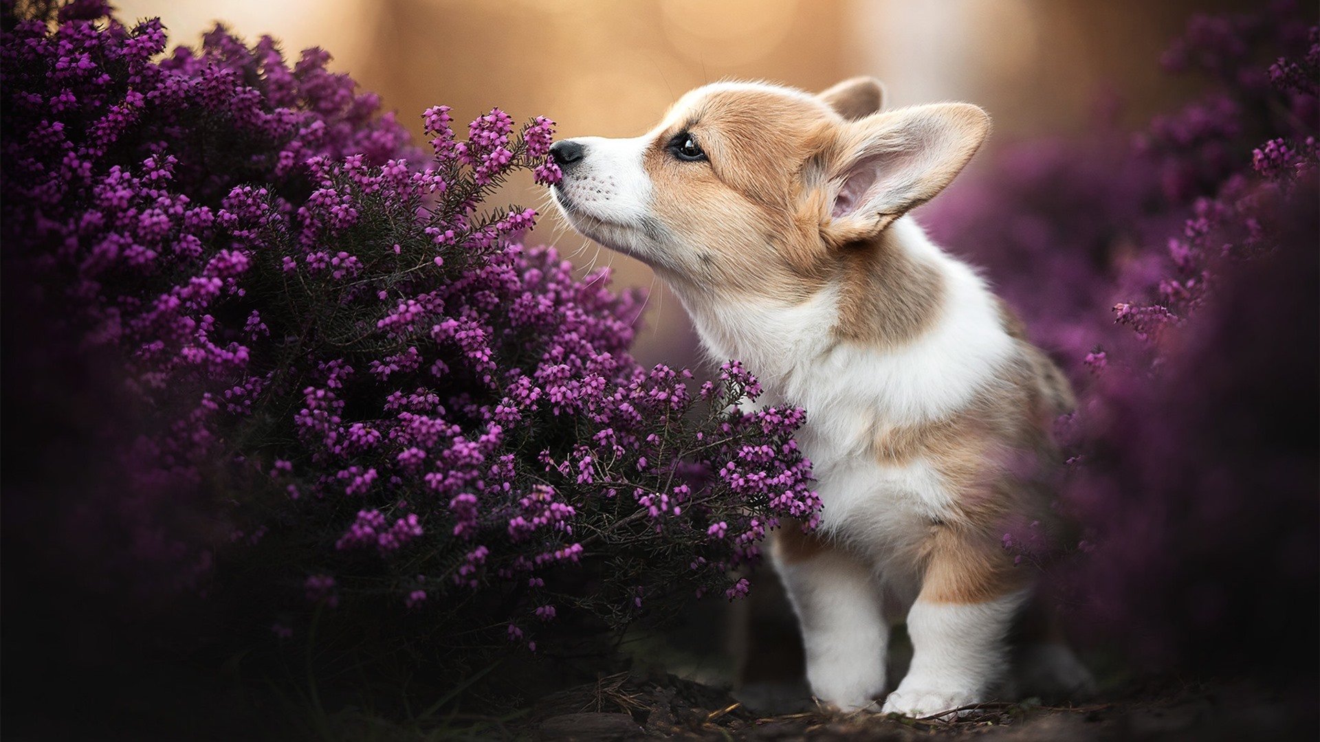 长夜、贝多芬第七交响曲与断头台,记奥纳纳史诗般的抢七里程碑