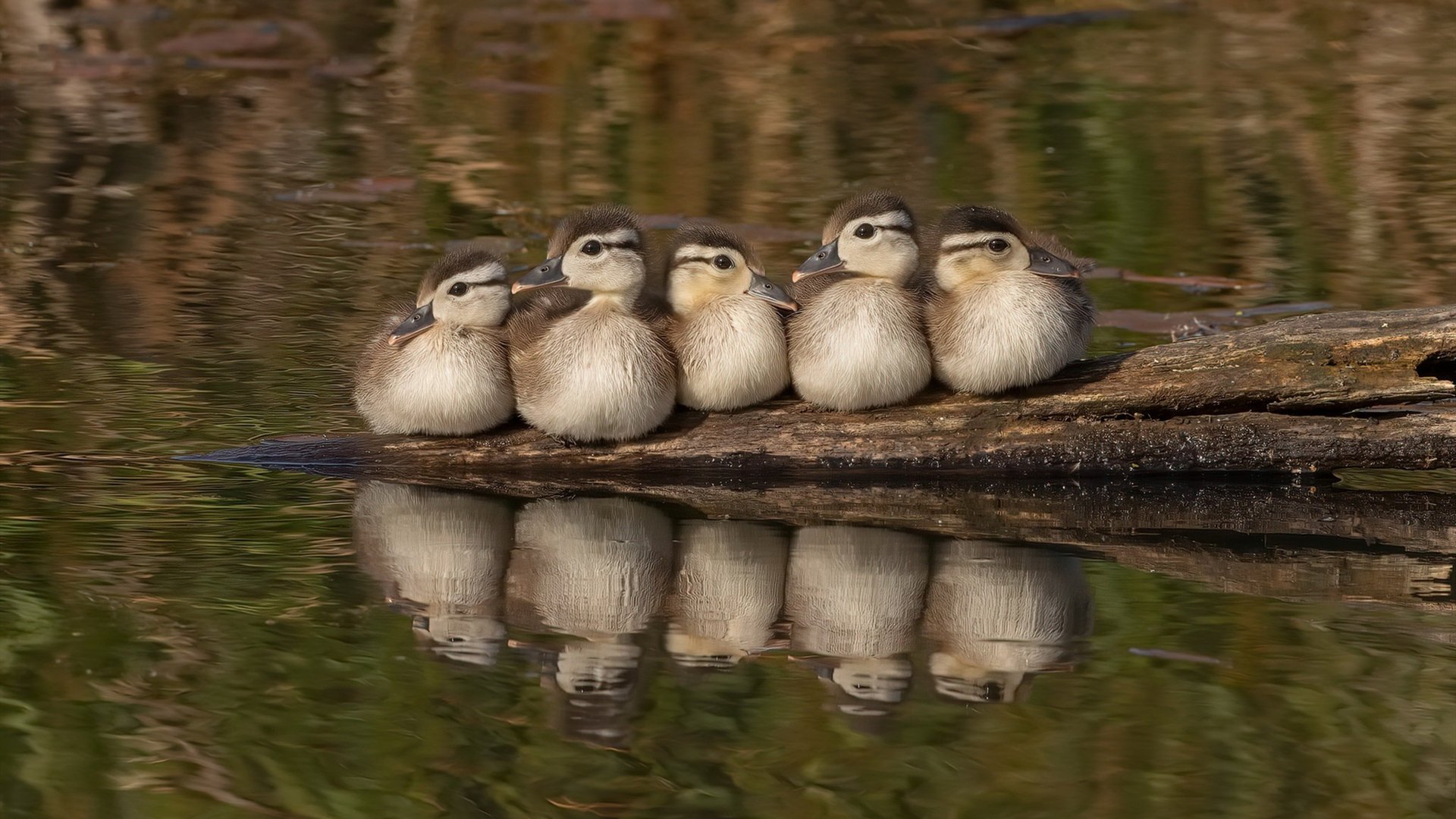 开云平台-寂静王座与沸腾战场，当恩比德的统治力，映照出尼克斯的孤勇