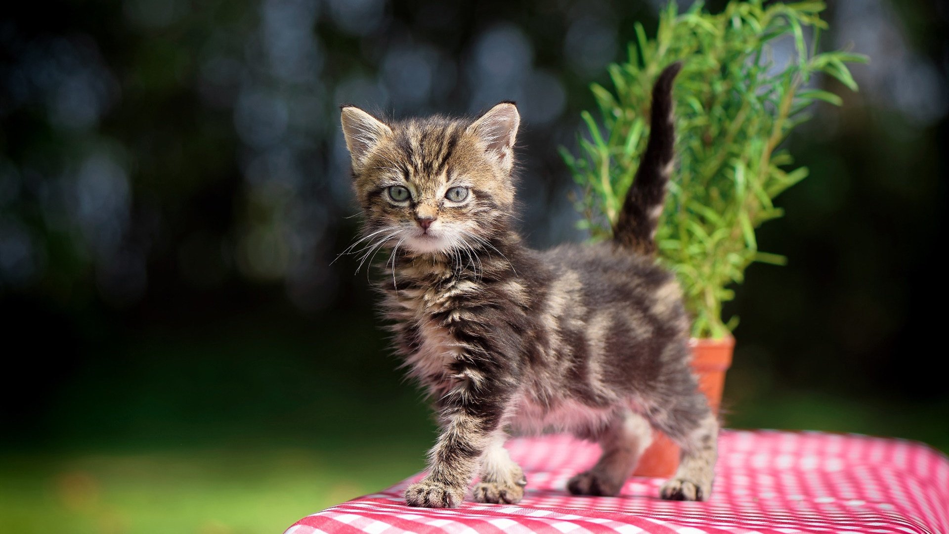 从多伦多到慕尼黑，当猛龙用窒息防守接管比赛时，杜兰特正在德国篮球圣殿加冕