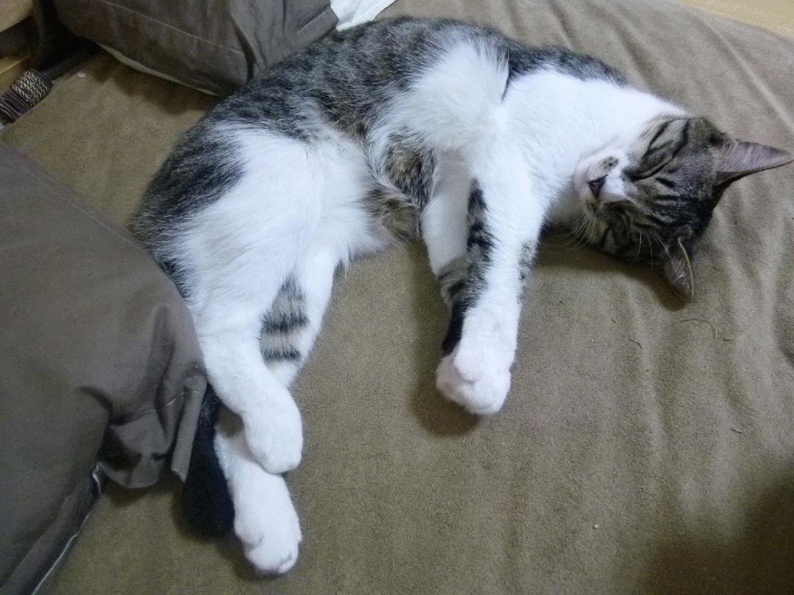 超越国界的黄黑风暴，多特蒙德友谊赛完胜新西兰，德里赫特攻防一体化身关键先生