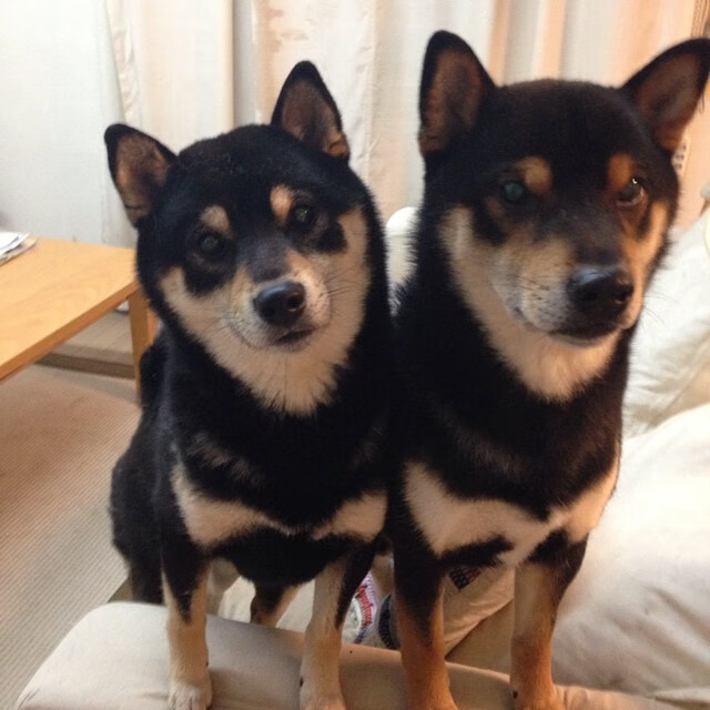 奇迹的余温，冰岛淘汰秘鲁，阿坎吉扮演冰封之门的关键先生