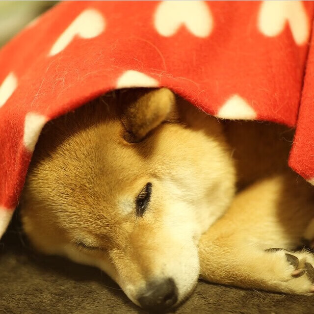 班凯罗火力全开，勇士轻取森林狼拉开西部差距