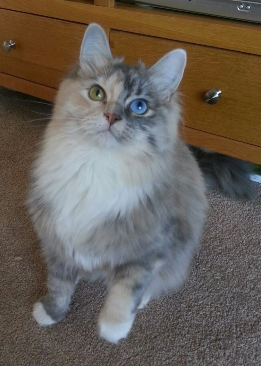 三十七分与三十五岁，杰伦·格林在雷霆带走热火的总决赛传奇