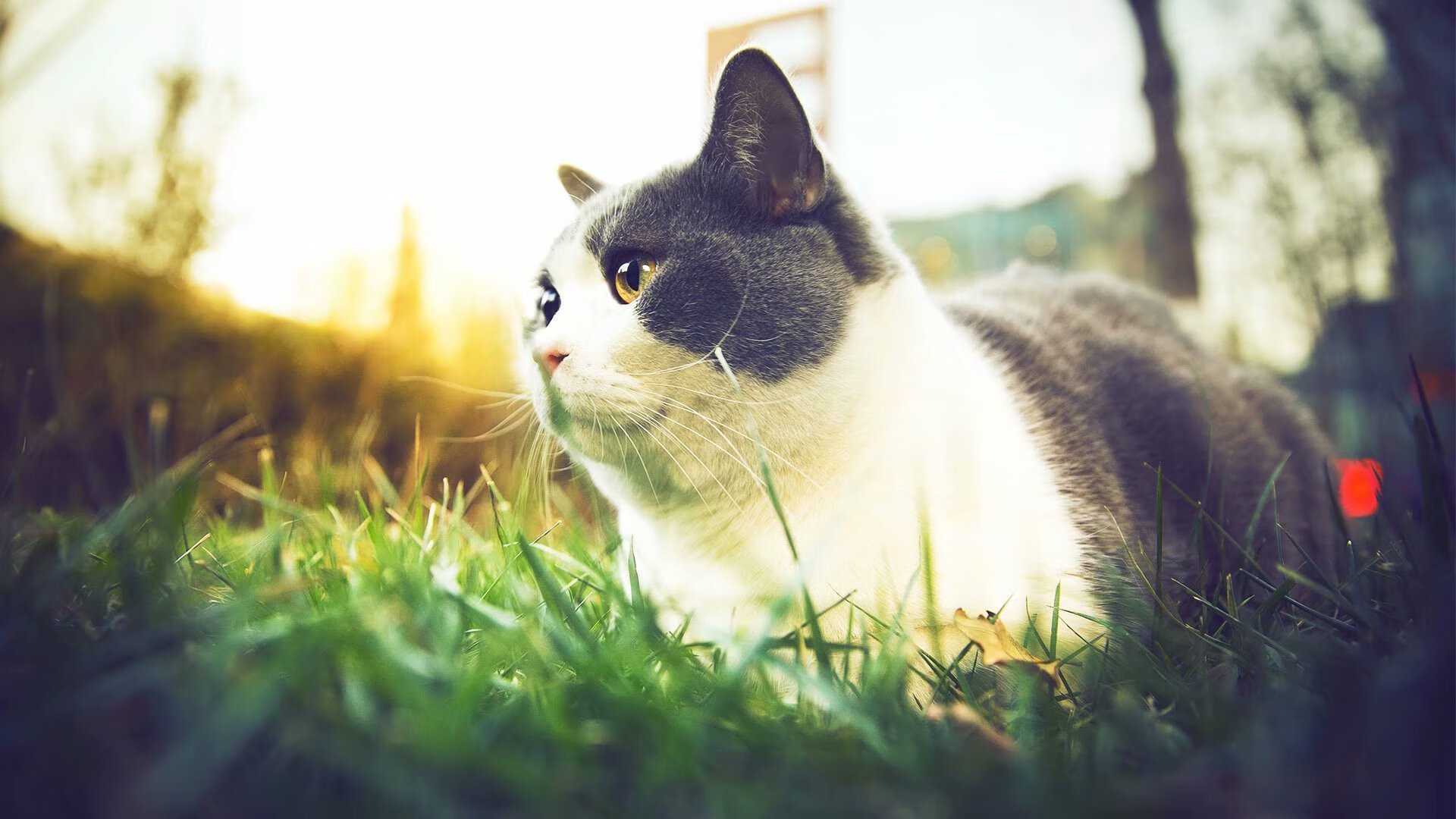 平行时空的狂想曲，当塔图姆身披爵士战袍于西决战场擒黄蜂