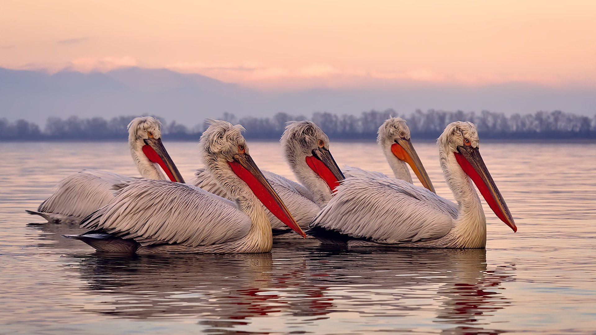 绿茵场上的手术刀，托尼的致命一传如何为摩纳哥切除加纳肿瘤
