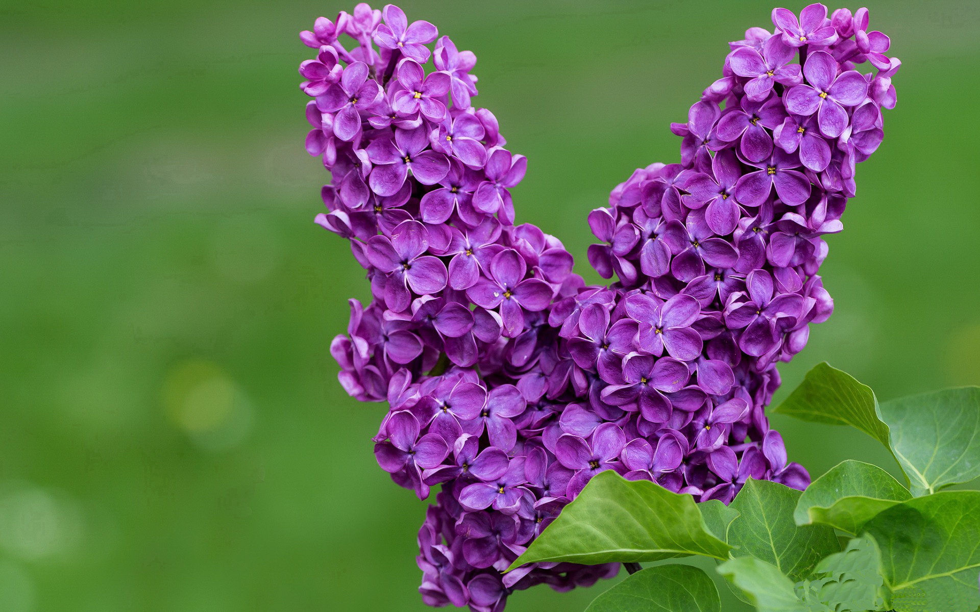 孤星耀世,2026世界杯C组关键战,贝林厄姆独舞屠龙,奥地利横扫罗马尼亚