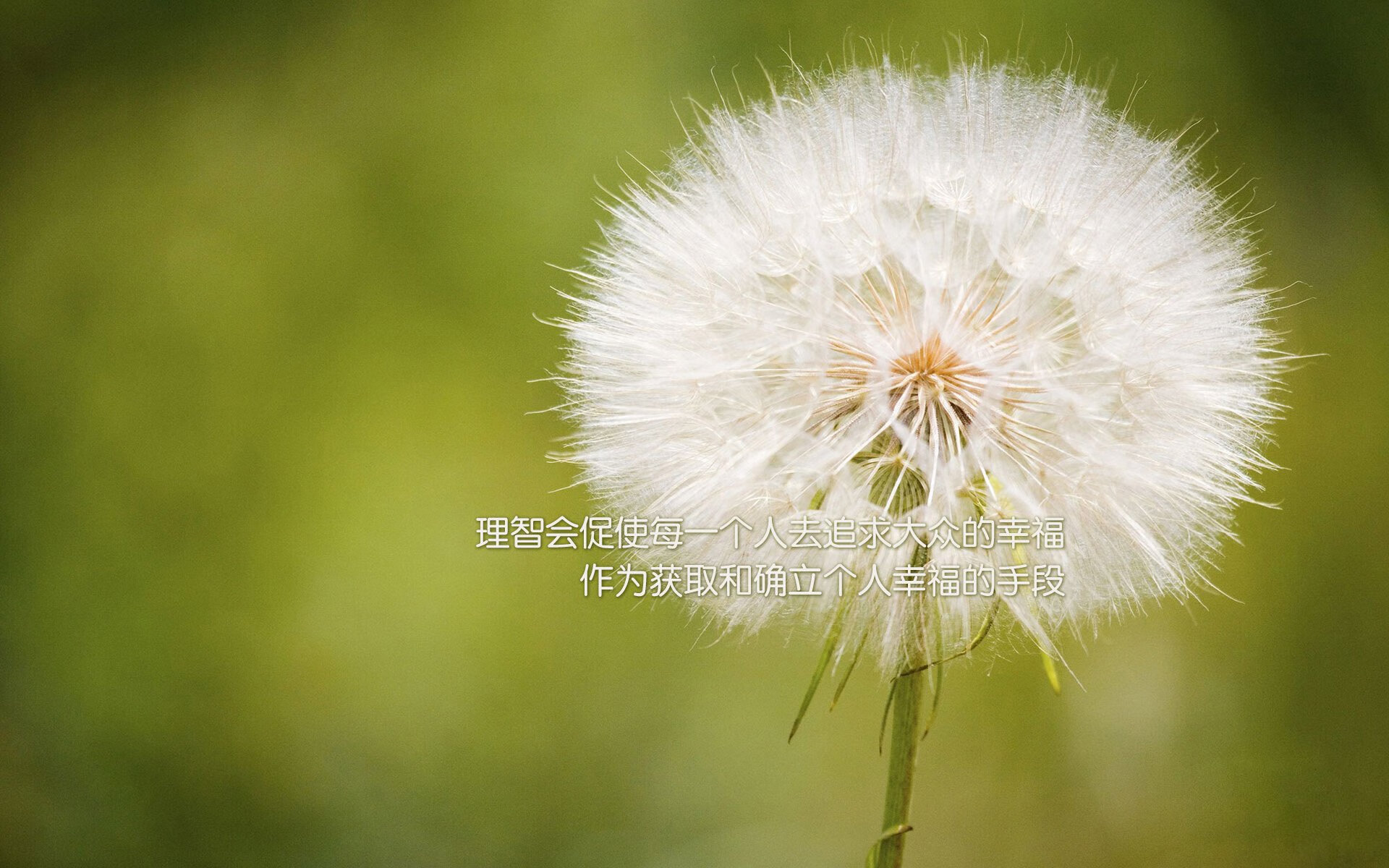 开云体育平台APP-默契铸就永恒，2026世界杯，范戴克绝杀时刻的罗马尼亚荣光